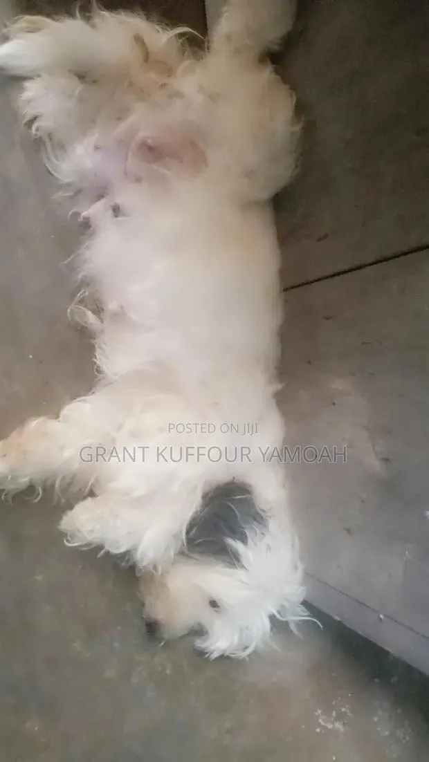 6-12 months Female Purebred Maltipoo · Photo 1