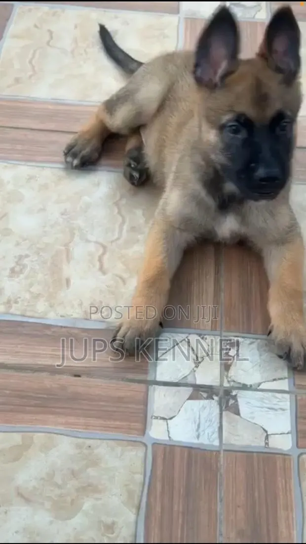1-3 months Female Purebred Belgian Malinois · Photo 1