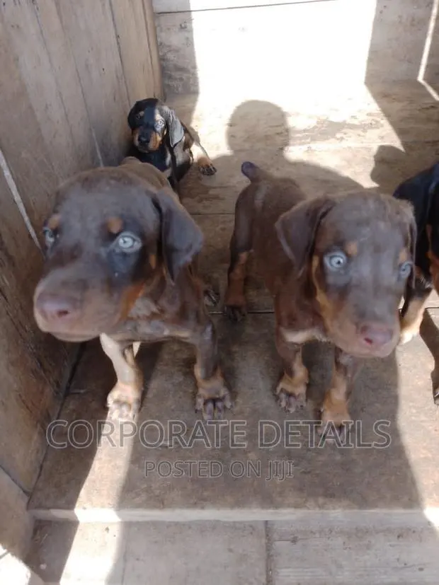 1-3 months Male Purebred Doberman Pinscher · Photo 1