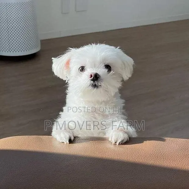1-3 months Male Purebred Poodle · Photo 1