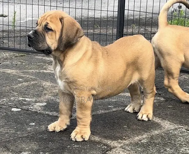 1-3 months Male Purebred Boerboel · Photo 1