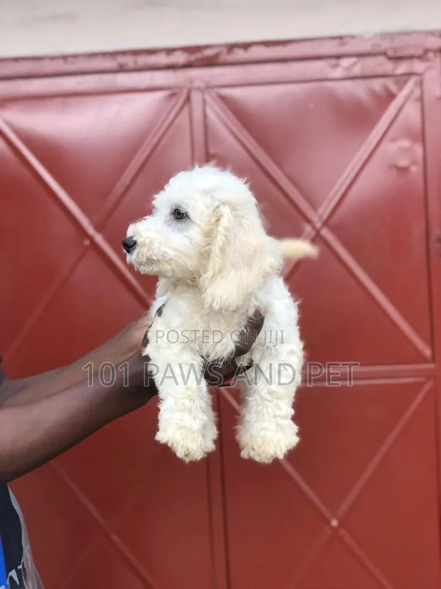 3-6 months Male Purebred Poodle · Photo 1
