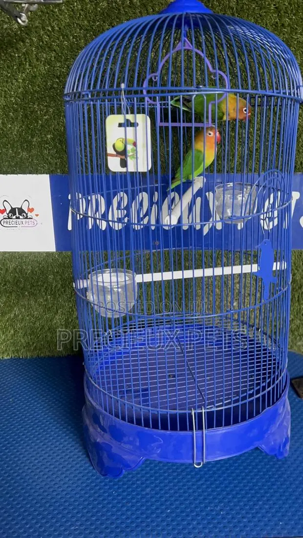 1 Pair of Fischer Lovebird and a Cage · Photo 1