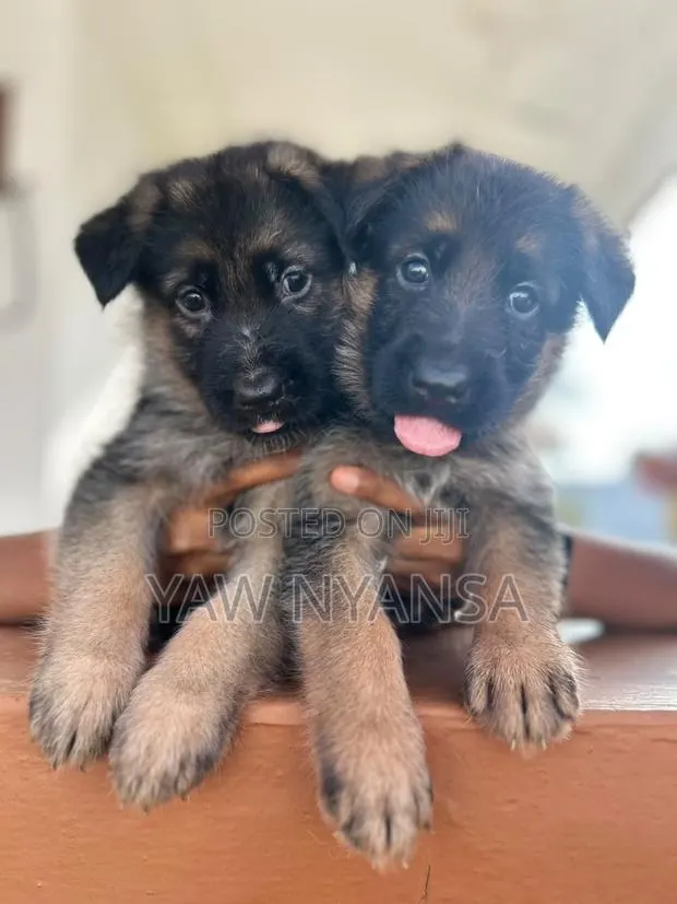 1-3 months Female Purebred German Shepherd · Photo 1