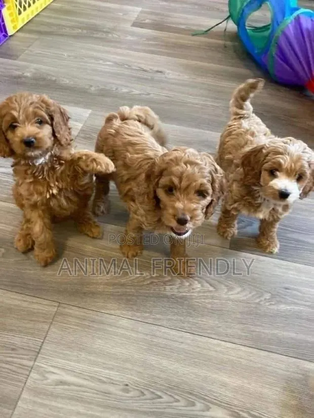 1-3 months Male Purebred Poodle · Photo 1