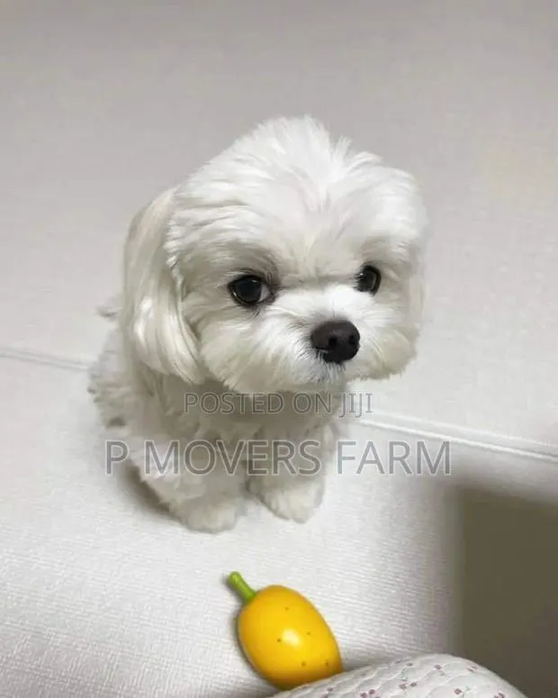 1-3 months Male Purebred Maltese · Photo 1