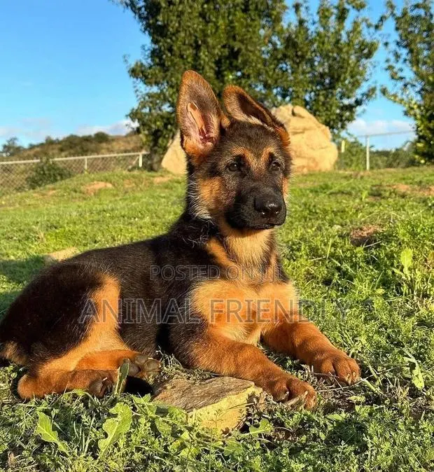 1-3 months Male Purebred German Shepherd · Photo 1