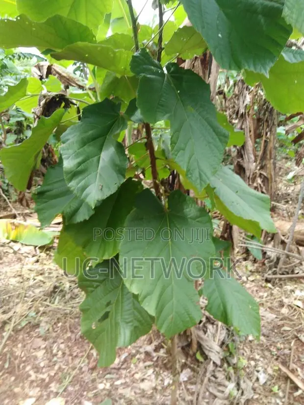 Seedlings for Plantation · Photo 1