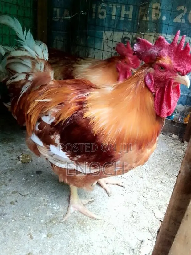 Sasso Chicken · Photo 1