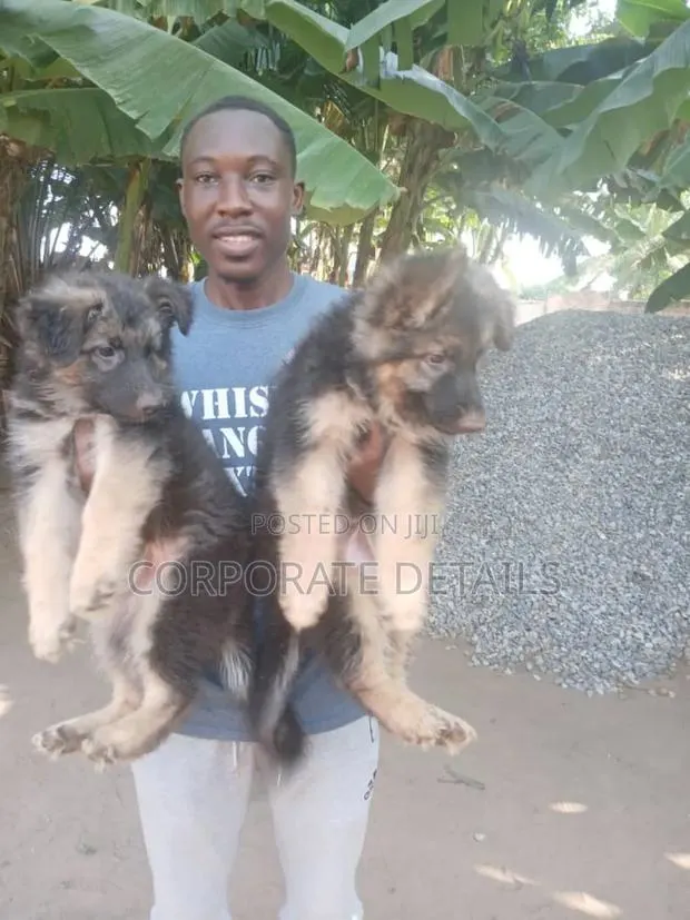 1-3 months Male Purebred German Shepherd · Photo 1