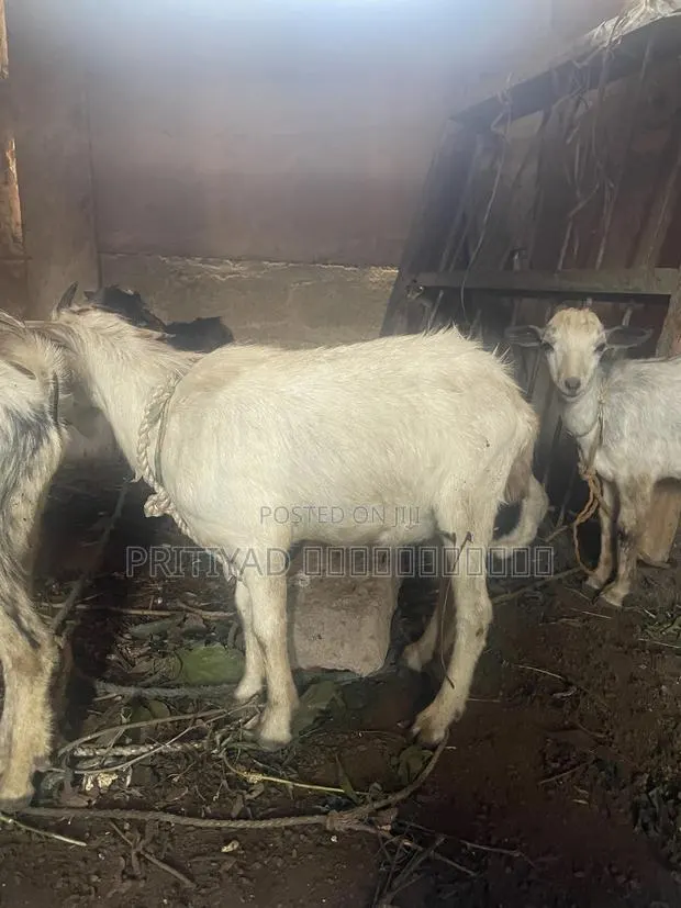 Male Health Goats · Photo 1