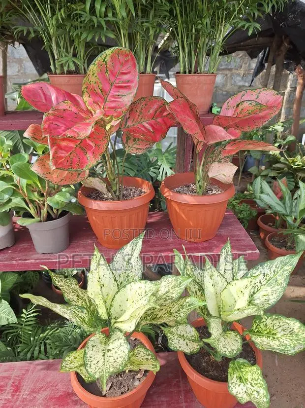 Pink and White Aglaonema for Sale