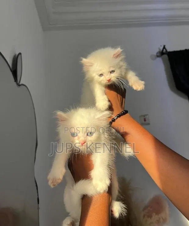 1-3 months Female Purebred Persian · Photo 1