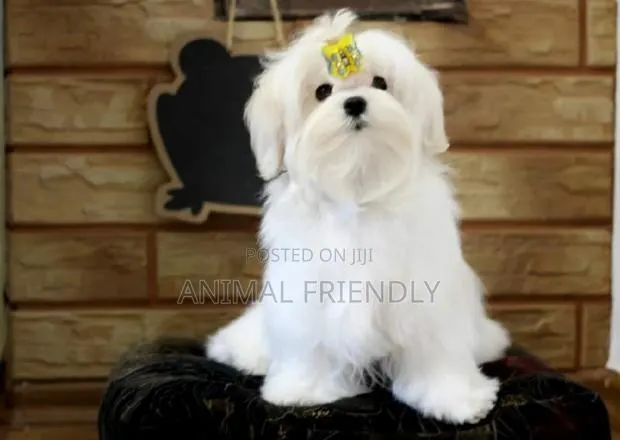 1-3 months Male Purebred Maltese · Photo 1
