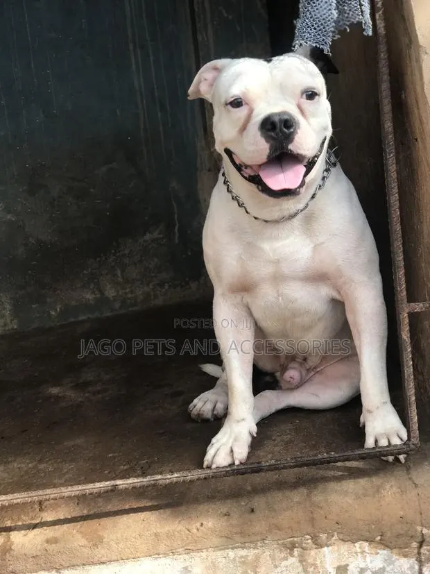 Male Pitbull Available for Stud · Photo 4