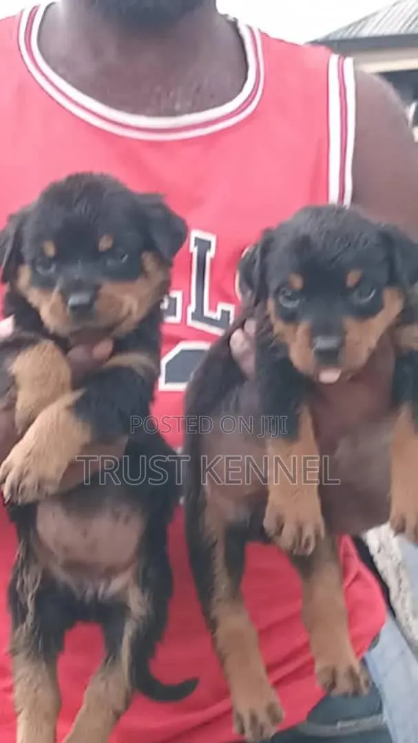 1-3 months Male Purebred Rottweiler · Photo 1