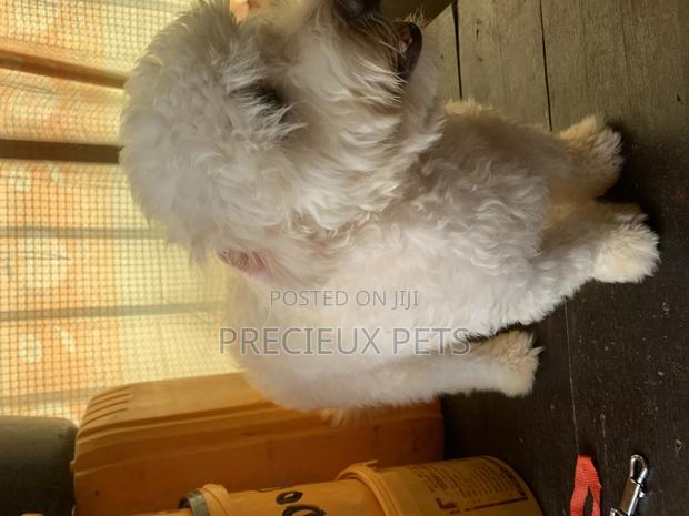 1+ Year Male Purebred Maltese · Photo 3