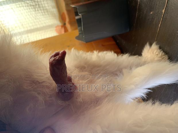 1+ Year Male Purebred Maltese · Photo 6