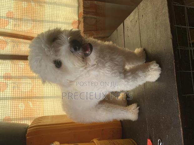 1+ Year Male Purebred Maltese · Photo 2