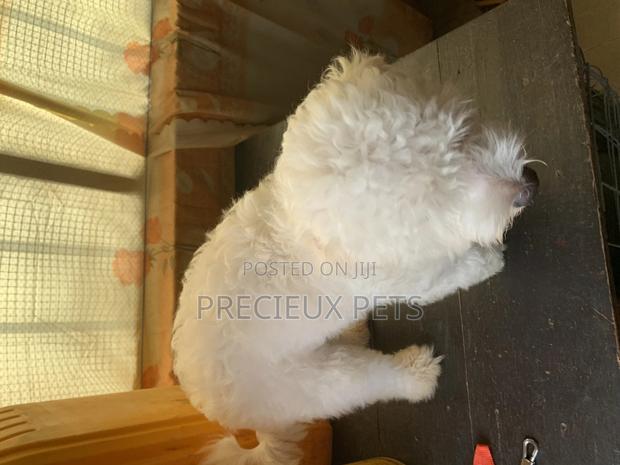 1+ Year Male Purebred Maltese · Photo 4