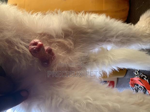 1+ Year Male Purebred Maltese · Photo 5