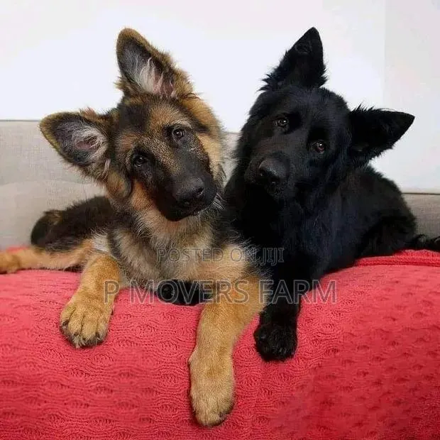 1-3 months Male Purebred German Shepherd · Photo 1