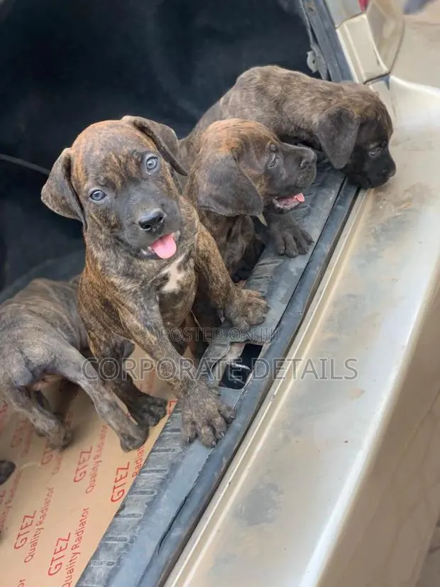 1-3 months Female Purebred Boerboel · Photo 1