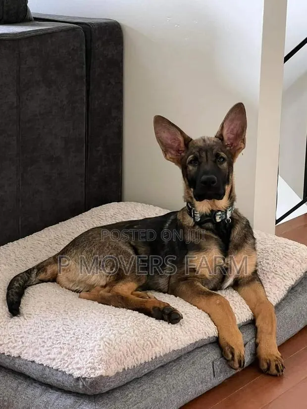 1-3 months Male Purebred German Shepherd · Photo 1