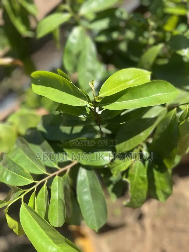 Healthy Soursop Seedlings at a Great Price · Photo 1