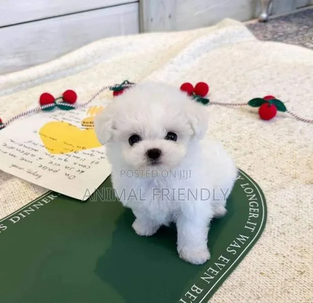 1-3 months Female Purebred Poodle · Photo 1