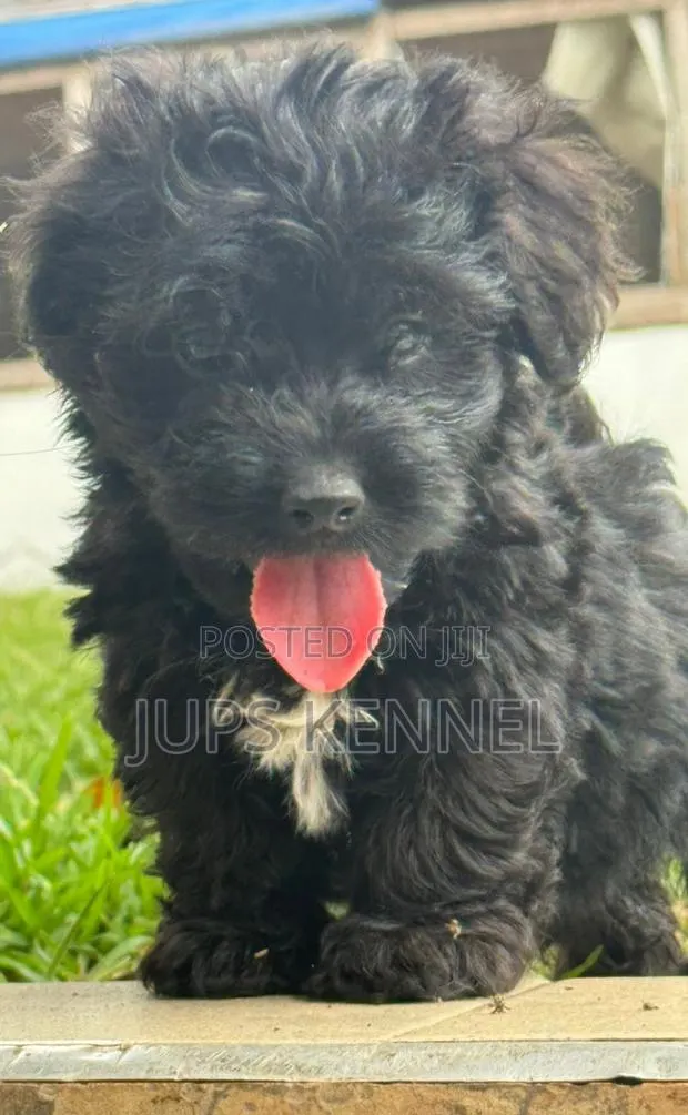 1-3 months Female Purebred Poodle · Photo 1