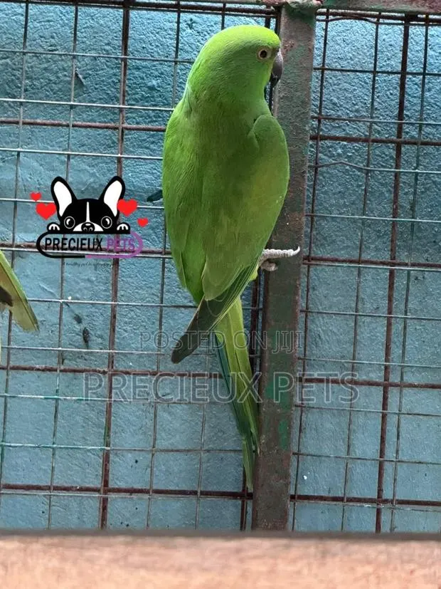 Indian Ringneck · Photo 3