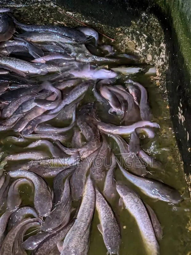 Catfish Marketing · Photo 1