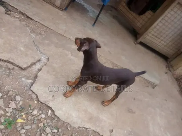 1-3 months Male Purebred Doberman Pinscher · Photo 1
