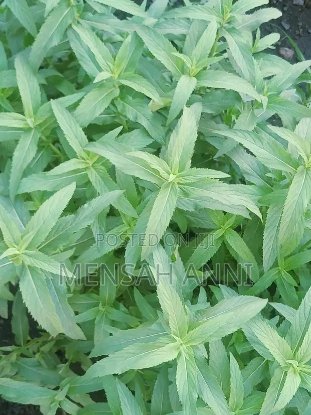 GreenHome Peppermint · Photo 1