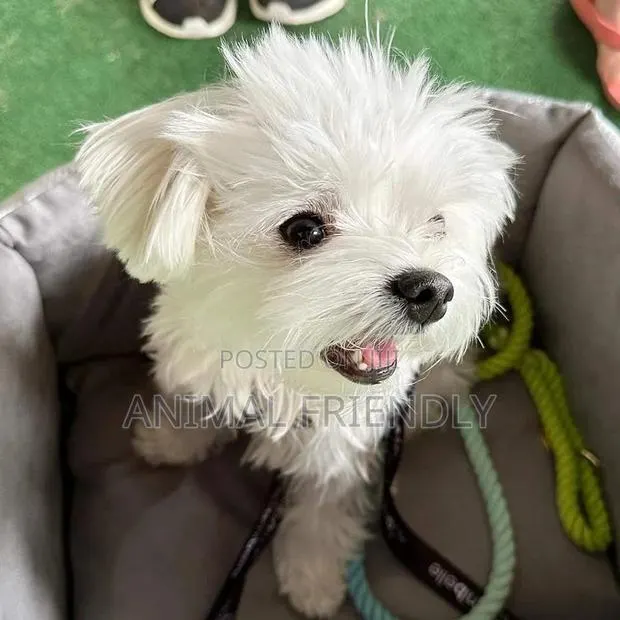 1-3 months Male Purebred Lhasa Apso · Photo 1