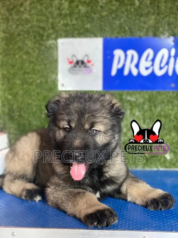 1-3 months Male Purebred Caucasian Shepherd · Photo 1