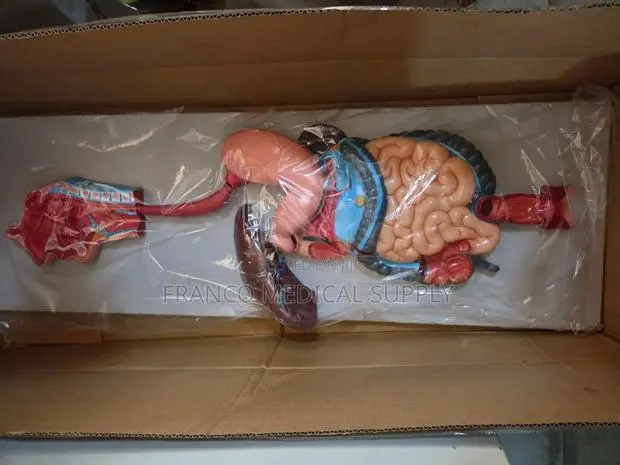 Digestive System Model · Photo 1