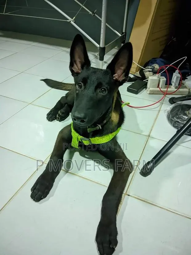 1-3 months Male Purebred Belgian Malinois · Photo 1