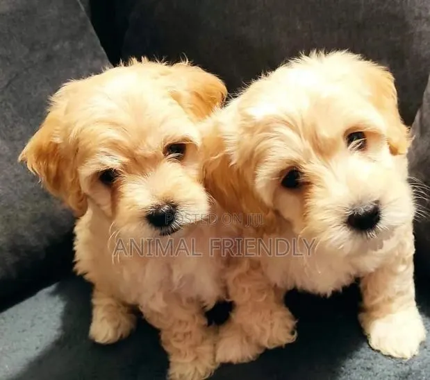 1-3 months Male Purebred Poodle · Photo 1