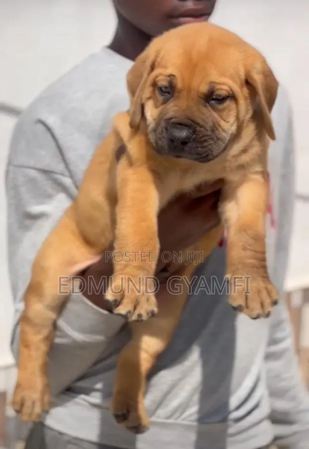 1-3 months Female Purebred Boerboel · Photo 1