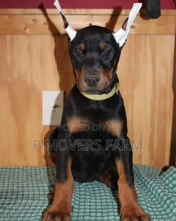 1-3 months Male Purebred Doberman Pinscher · Photo 1