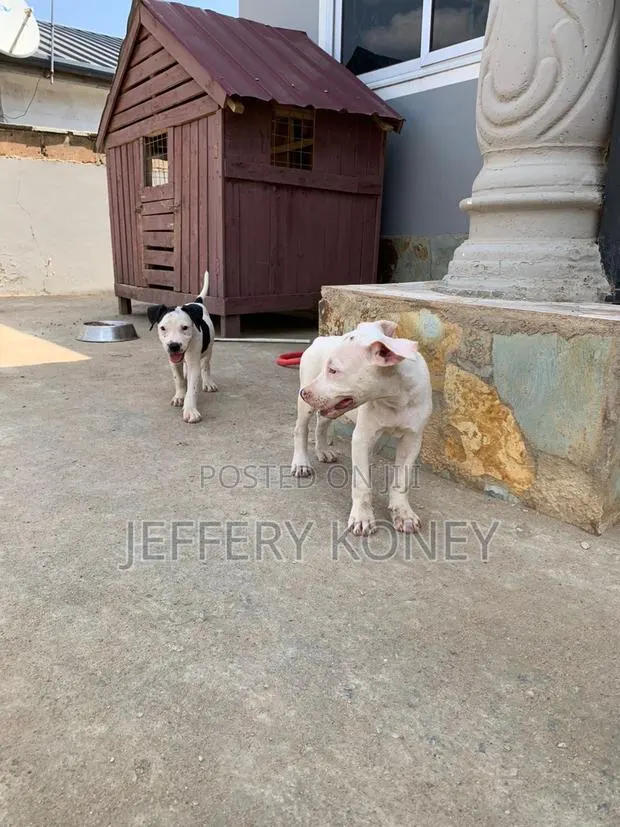 1-3 months Female Purebred American Pit Bull Terrier · Photo 1