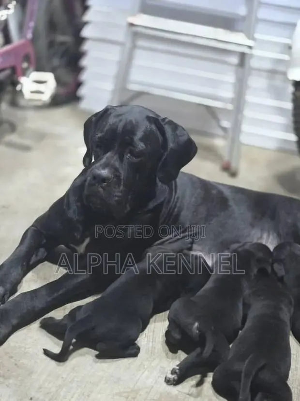1-3 months Female Purebred Cane Corso · Photo 1