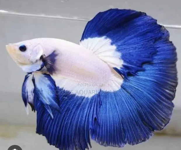 Betta Fish ( Siamese Fighting Fish ) · Photo 1