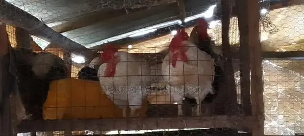 Dressed Cock · Photo 1