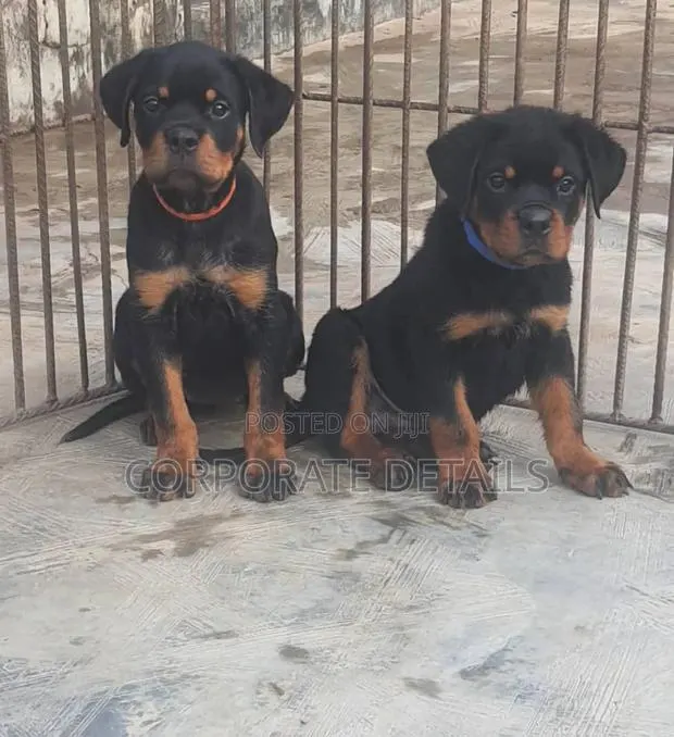 1-3 months Female Purebred Rottweiler · Photo 1