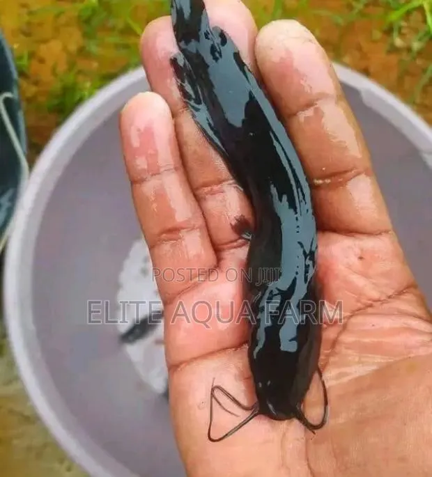 Elite Aqua Farm [ Catfish Farming] · Photo 1