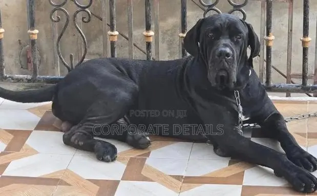 1-3 months Male Purebred Cane Corso · Photo 1