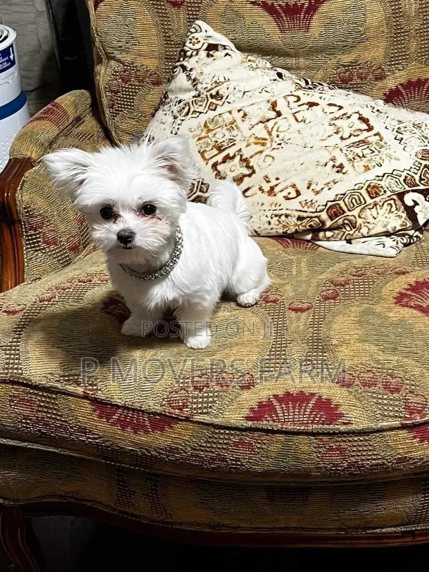 1-3 months Female Purebred Poodle · Photo 1